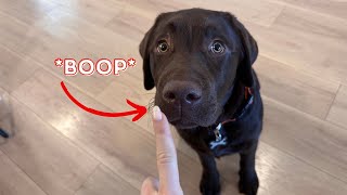 BOOPING MY LABRADOR RETRIEVER PUPPY !!! by Woodford The Chocolate Lab 7,167 views 2 months ago 2 minutes, 11 seconds