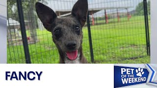 Pet of the Weekend: Meet Fancy! | FOX 7 Austin