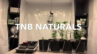 Peg City Cannabis - So You Want To Be Sponsored by TNB Naturals Contest Entry Submission