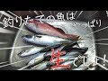 【釣りたて】生の鯖で胡麻サバを作る方法【福岡名物】
