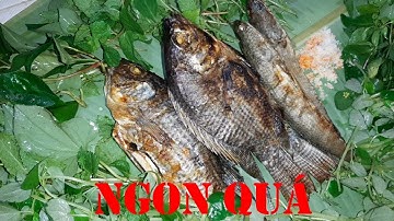 Ra Sông Bắt Cá Làm Món Cá Nướng --- Cá Rô Phi Nướng Mọi