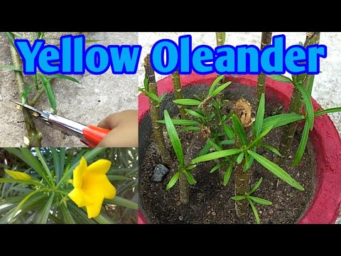 वीडियो: ओलियंडर (46 तस्वीरें): एक इनडोर फूल का विवरण और खेती, पौधे के प्रसार के तरीके, साधारण, टेरी और अन्य प्रकार, छंटाई