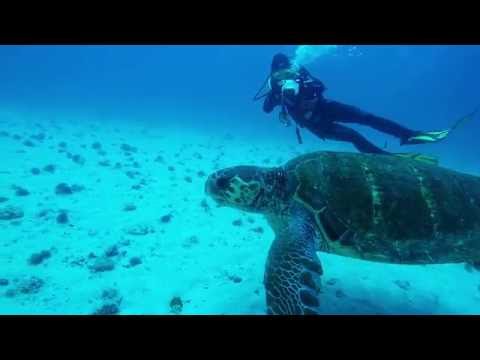 Sal Island - Cabo Verde - Loggerhead Sea Turtle - Sea Adventures