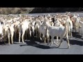 Goats on the road in andaluca spain