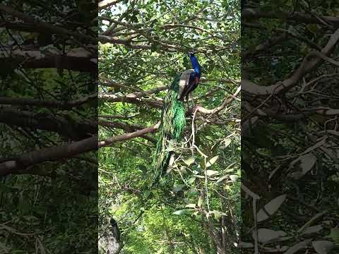 peacock short #nature #youtubeshorts #peacock #viral #birds #shortvideo #shorts #short