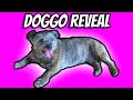 1,000 subscriber DOG REVEAL