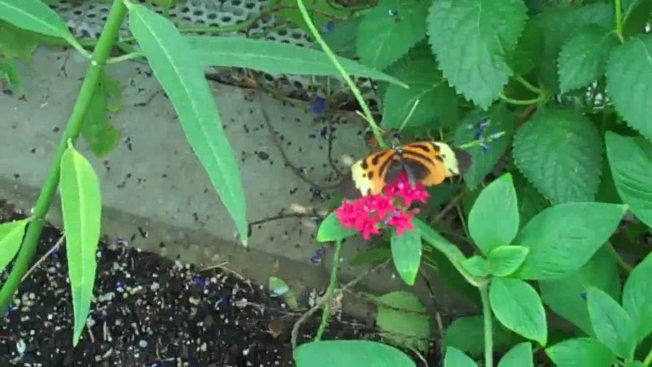 St. Louis Butterfly Garden 812010 YouTube