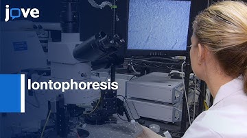 Iontophoresis to Visualize Astrocyte Morphology | Protocol Preview