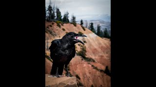 3 Cool Facts About Crows...🐦‍⬛🐦‍⬛🐦‍⬛#crows #crow #animals #wildlife #animalfacts screenshot 1