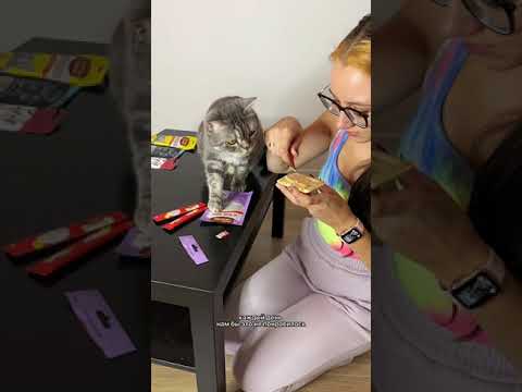 Может ли кошка есть один корм всю жизнь