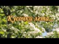 Кусочки лета