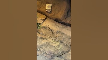 Simplex 4906-9153 speaker strobe at mall of America