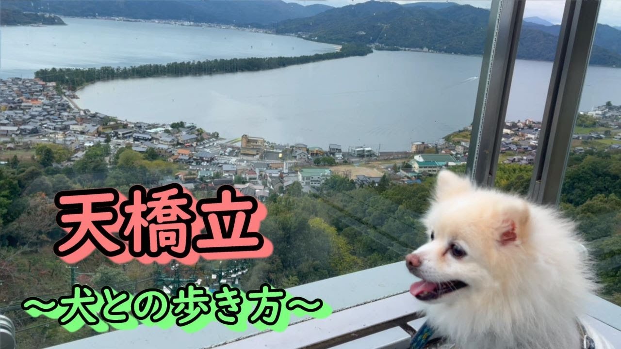 【犬旅】ポメのムツオと天橋立を歩いて渡る。行きはボート、帰りは徒歩で、日本一贅沢な散歩を満喫。ランチを食べ、旅館にも泊まり、ムツオと天橋立を余すことなく遊び尽くした思い出の一日。【天橋立編】