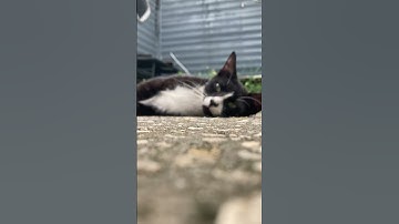 #catnip #cats#tuxedocat  #movie #viral