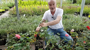 ROSALES Sabías que si cortas la flor marchita entre el tallo de 3 hojas y el de 5 hojas re florece