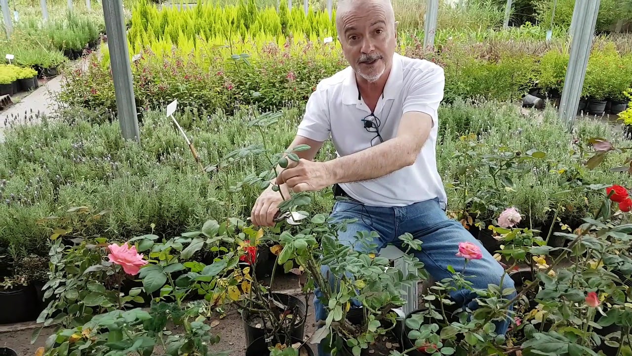 ROSALES Sabías que si cortas la flor marchita entre el tallo de 3 hojas y el de 5 hojas re florece
