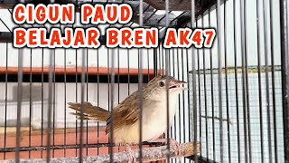 Cigun Paud Belajar Ngebren Umur 2 Bulanan