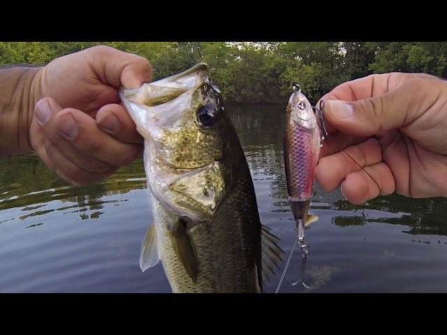 WHOPPER PLOPPER ANNIHILATION!!! (TOPWATER POND BASS FISHING) 