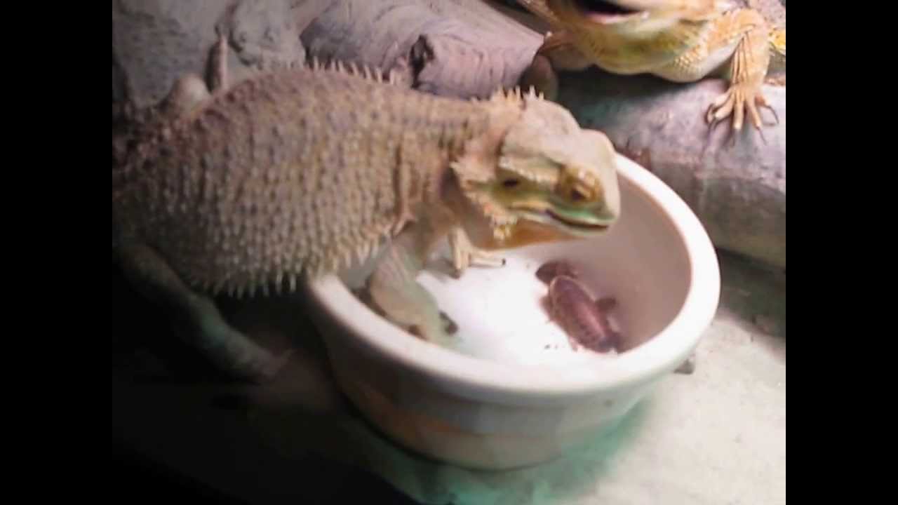 Bearded Dragons Feeding On Blaptica Dubia YouTube