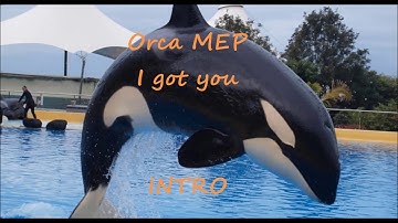 I got you l Orca MEP l OPEN l Albert