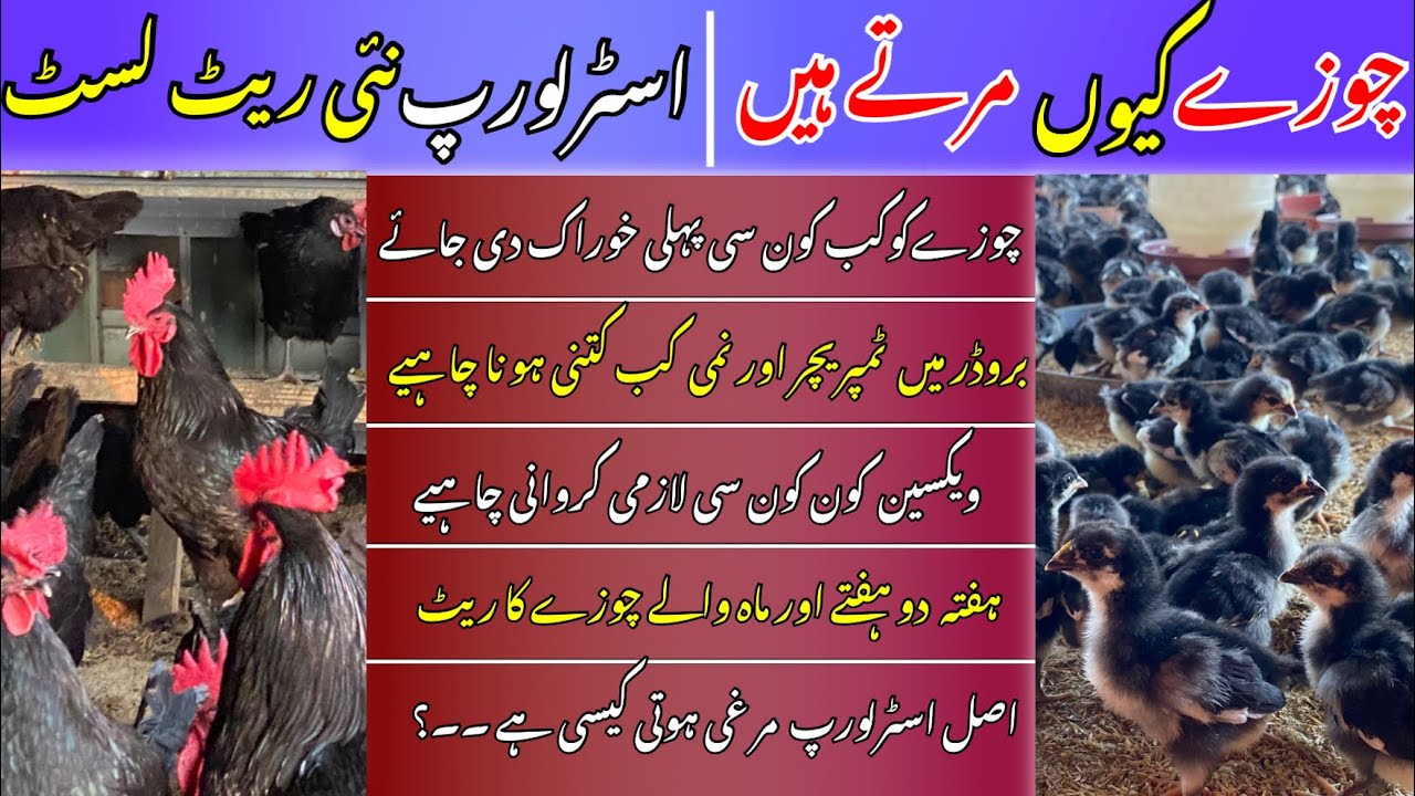 How to care Baby chicks Australorp Price in Pakistan YouTube