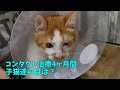 【長期コンタクト治療】失明だけはさせたくないので治療頑張ってます