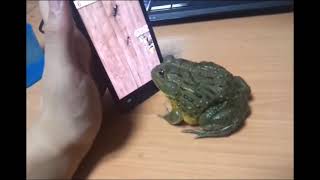 Sabaton Frog Eat Finger