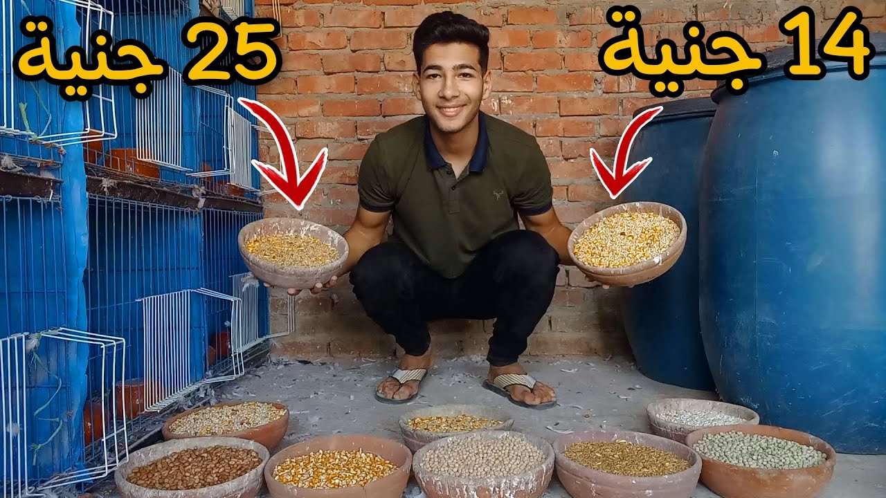 مفاجأة فى سعر كلفة الحمام 🤯 ارخص انواع الكلفة الكليو ؟!!