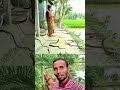 সাপ🤺। #shorts #snake #vairalshort