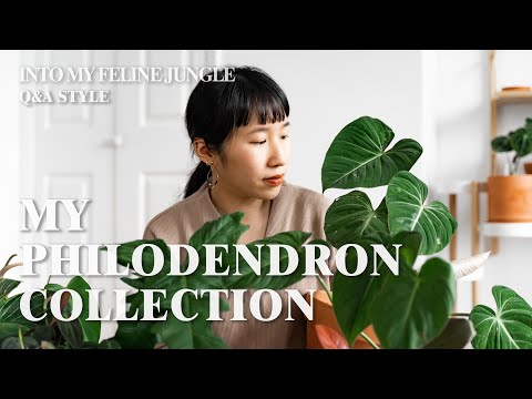 My Philodendron Collection | 25+ Rare U0026 Common Philodendron - Plant Tour Winter 2021