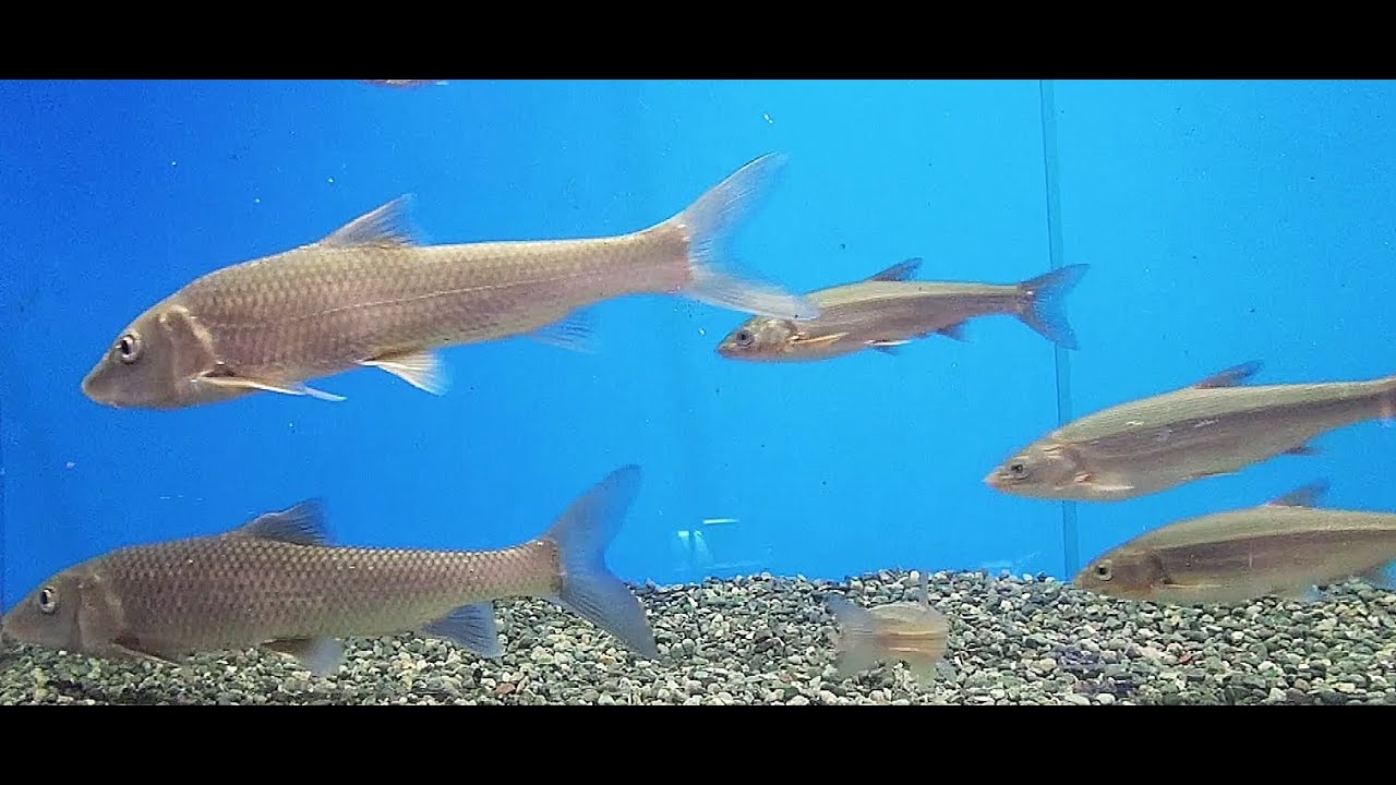 'Mizu no yakata' Abiko City Fresh Water Aquarium, Chiba, Japan 千葉県我孫子市