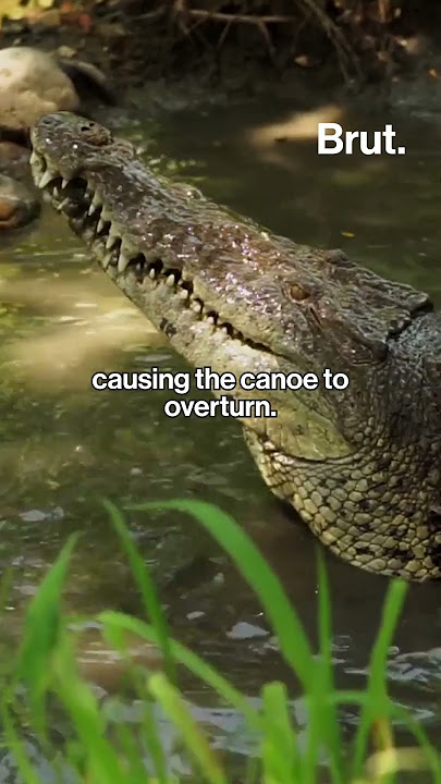 Woman killed by alligator while canoeing in Florida