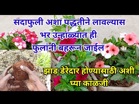 सदाफुली, नवीन रोप कसे लावावे, भरपूर फुलांसाठी काय काळजी घ्यावी, how to care vinca plant, fertilizer