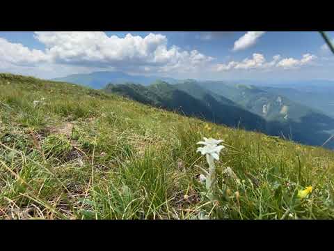 Видео: Планински божур: растение от Червената книга