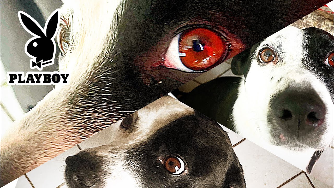 I Tried To Make My Dog A Model…. YouTube