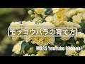 モッコウバラの育て方