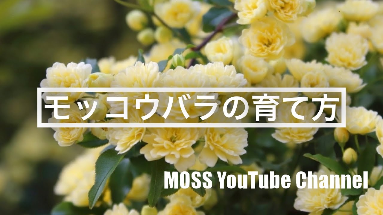 モッコウバラの育て方 Youtube