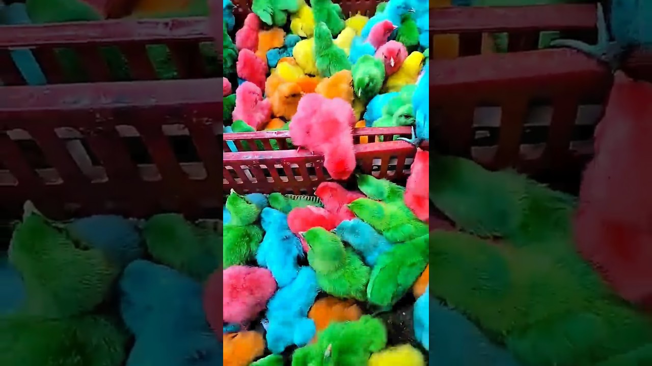 Don’t Buy These Colorful chikes!🐥😱 ||@The_mabhus #shorts