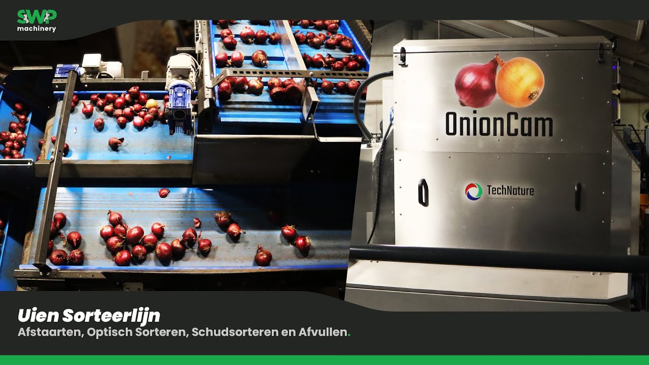 Uien Verwerking | Afstaarten en Optisch Sorteren Uien | SWP Machinery B.V.