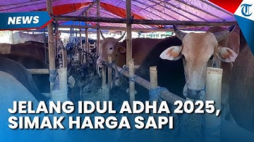 Keberkahan Jelang Idul Adha 2025, Penjualan Sapi di Bogor Laris Manis