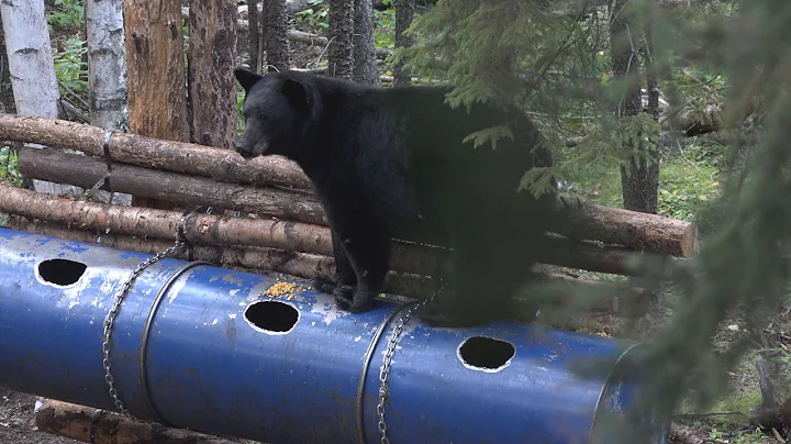 RECORD BOOK MANITOBA BLACK BEAR SHOT WITH CROSSBOW...
