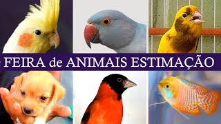 Feira de Pássaros e Gaiolas do Cordeiro   #passaros #criarpassaros #feiralivre by DOCTV 10,506 views 3 weeks ago 21 minutes