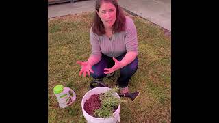 Garden to Kitchen: 5   Topdressing with slow release fertilizer