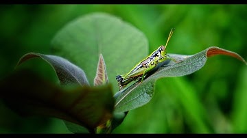 Grasshopper Part 2 | The Attraction Of Nature 2018 (4K)