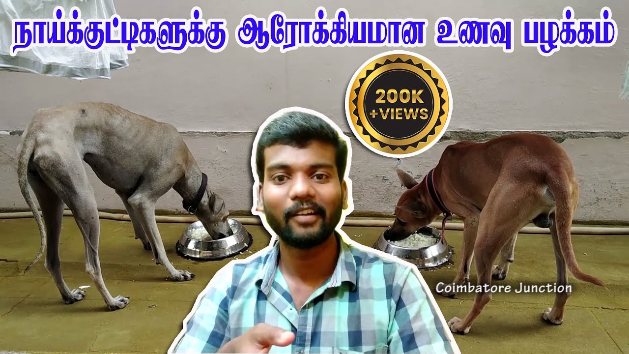 Healthy Food Habits for Puppies | நாய் குட்டிகளுக்கு சத்தான உணவு பழக்கம். இப்படி செய்து பாருங்க!