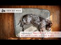 Apprendre  votre chien  se coucher et rester sur son tapis