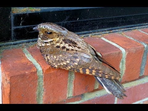 Eastern whip-poor-will