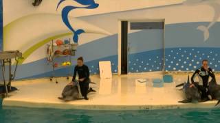 Dolphin shows