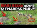 B4B1 BESAR HAMPIR  MENABRAK PEMBURU || PART 2