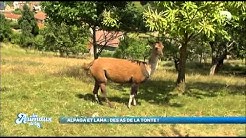 Les animaux de la 8 - Escapade animalière en Meurthe et Moselle